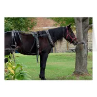 Waiting Amish Horse in Rural Iowa