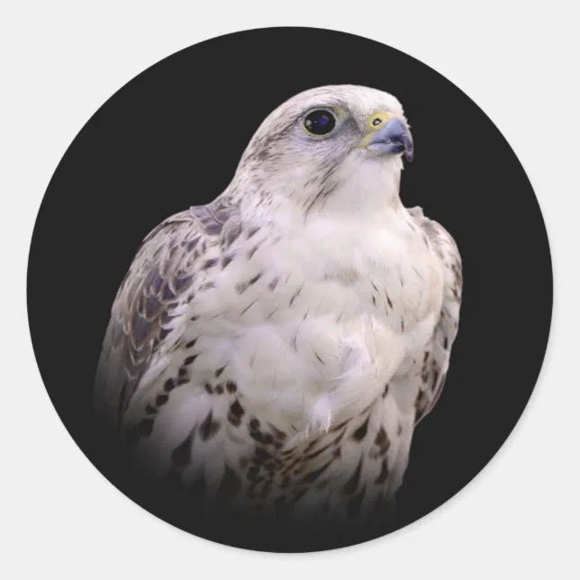 Vignetted Portrait of an Inquisitive Saker Falcon Classic Round Sticker