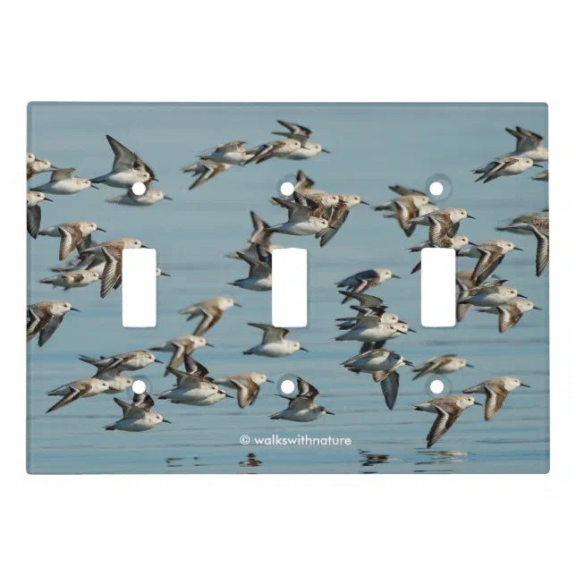 Sanderlings Take Flight in the Winter Skies Light Switch Cover