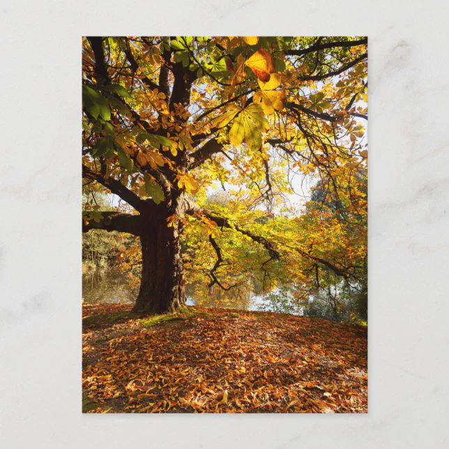 Autumn Colors Tree By Lake Postcard