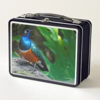 Stunning Colorful African Superb Starling Songbird Metal Lunch Box