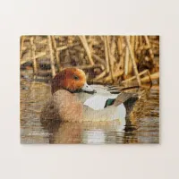 Handsome Stranger in Town Eurasian Wigeon Jigsaw Puzzle