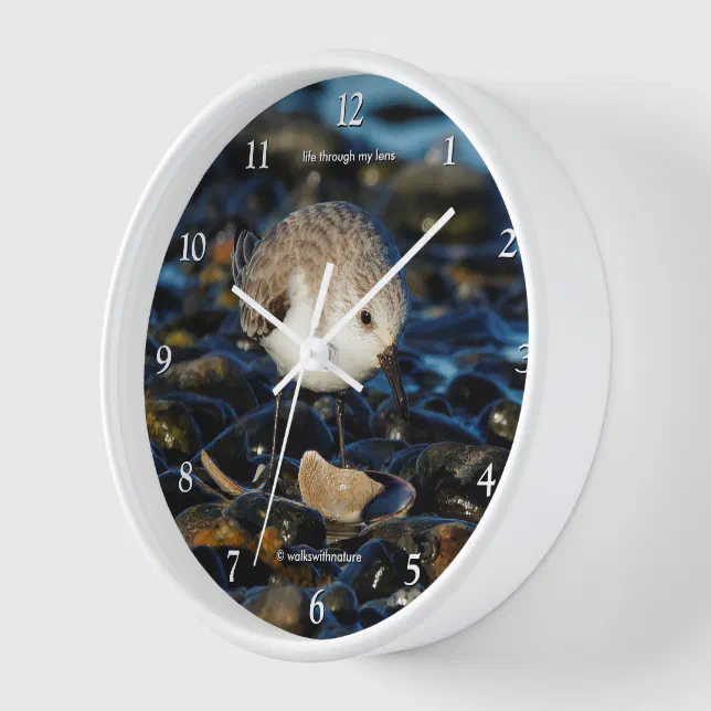 Cute Sanderling Sandpiper Shorebird Dines on Clam Clock