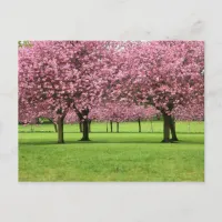 Blooming Sakura Trees Postcard