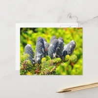 Big Blue Korean Fir Cones Postcard