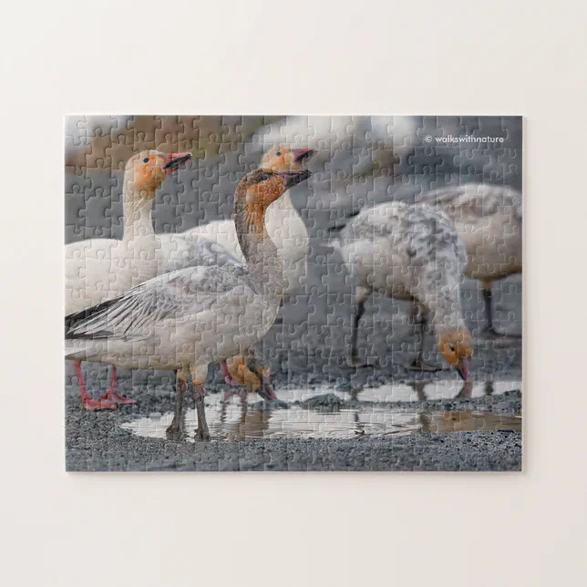 A Curious Gaggle of Snow Geese Jigsaw Puzzle