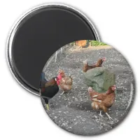 Hens and Rooster Magnet