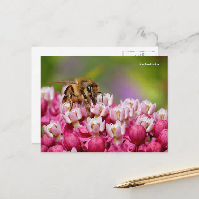 Honeybee on Narrowleaf Milkweed Plant Postcard