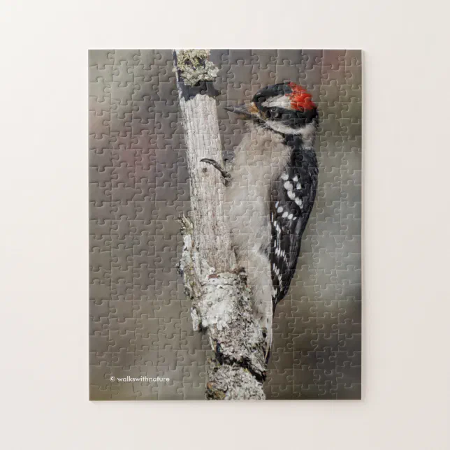 Cute Downy Woodpecker Bird on Branch Jigsaw Puzzle
