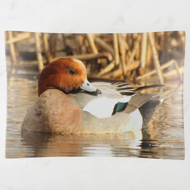 Handsome Stranger Eurasian Wigeon Duck at the Pond Trinket Tray