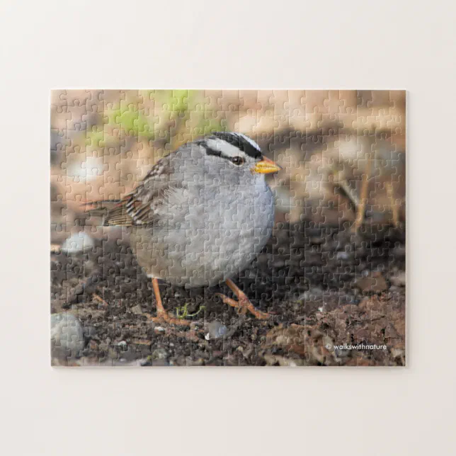 Chubby White-Crowned Sparrow in the Winter Sun Jigsaw Puzzle