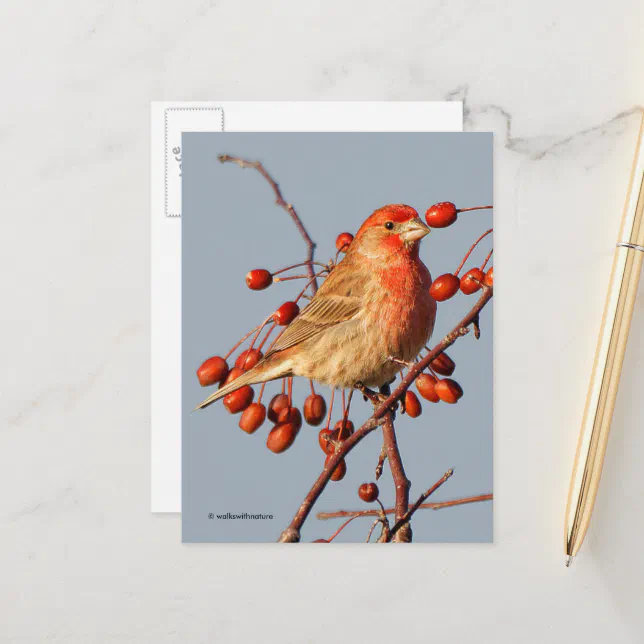 House Finch with Hawthorn Berries Postcard