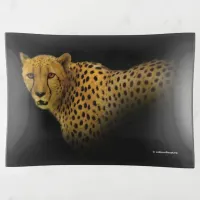 Trading Glances with a Magnificent Cheetah Trinket Tray