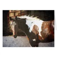 Pinto Horse