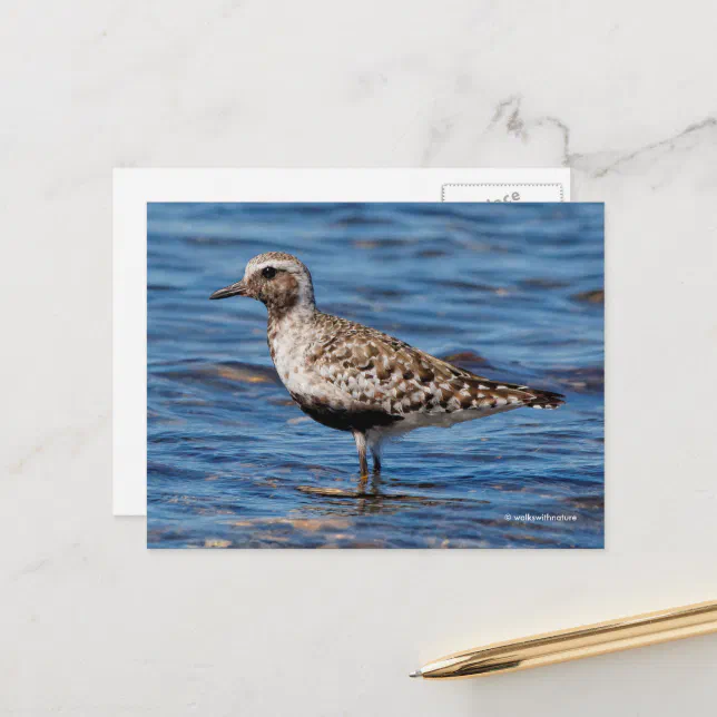 Black-Bellied Plover Shorebird on Shore Postcard