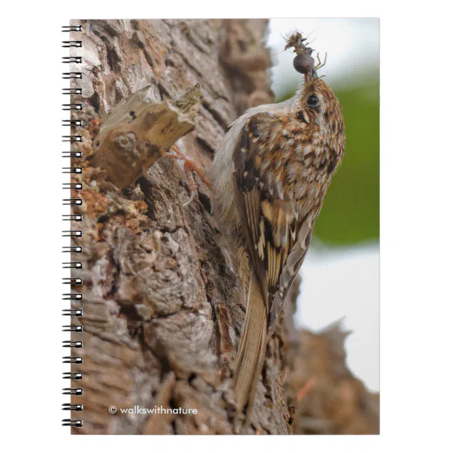 American Treecreeper with Bug Notebook