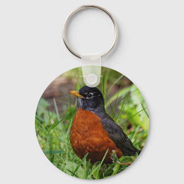 A Curious American Robin Keychain