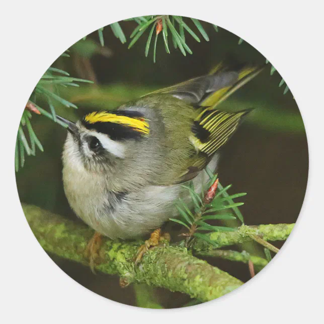 Cute Kinglet Songbird Causes Stir in the Fir Classic Round Sticker