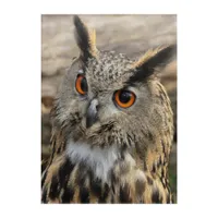 Cute eagle owl - Portrait  Acrylic Print