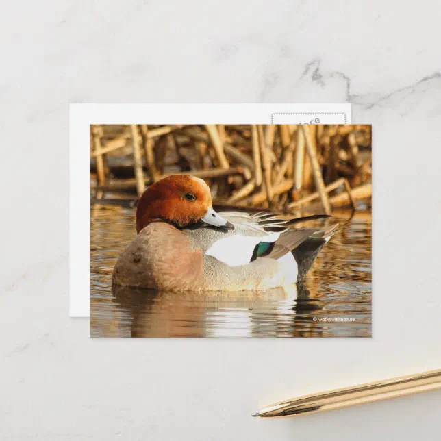 Stunning Eurasian Wigeon Duck at Pond Postcard