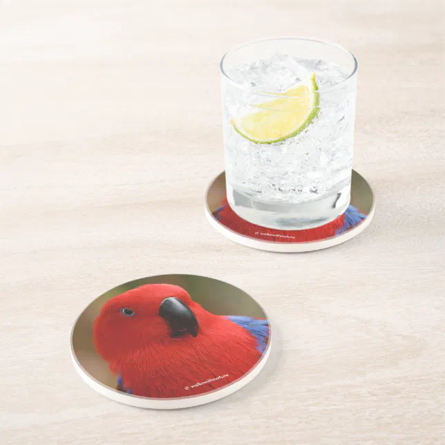 Beautiful "Lady in Red" Eclectus Parrot Coaster