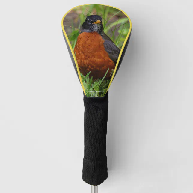 A Curious American Robin in the Grass Golf Head Cover