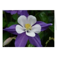 Columbine Purple and White Flower Card