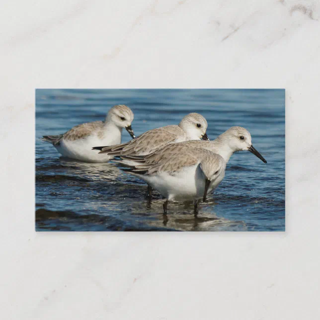 Funny Cute 4 Sanderlings Sandpipers at the Beach Business Card