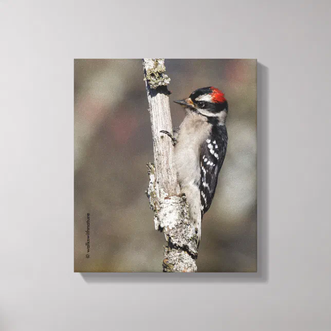 Profile of a Male Downy Woodpecker Canvas Print