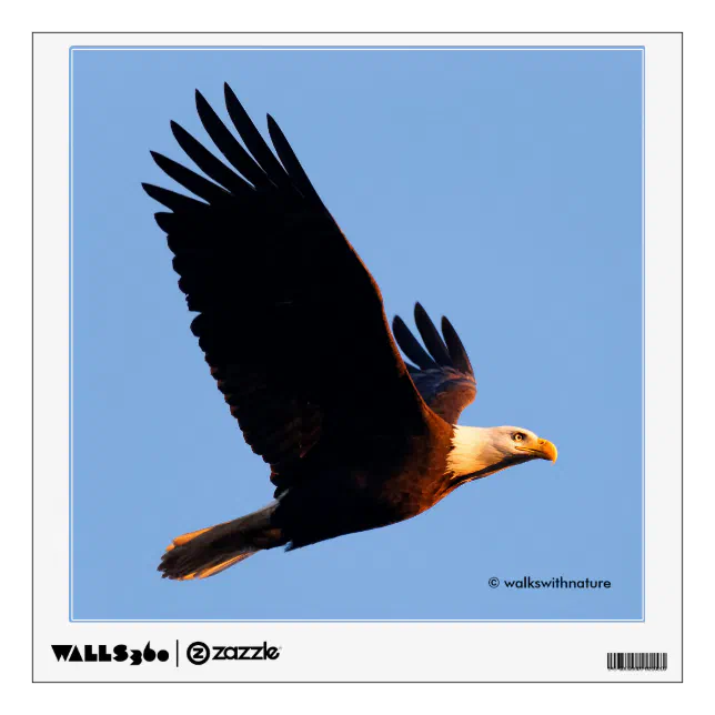 Breathtaking Bald Eagle in Winter Sunset Flight Wall Sticker