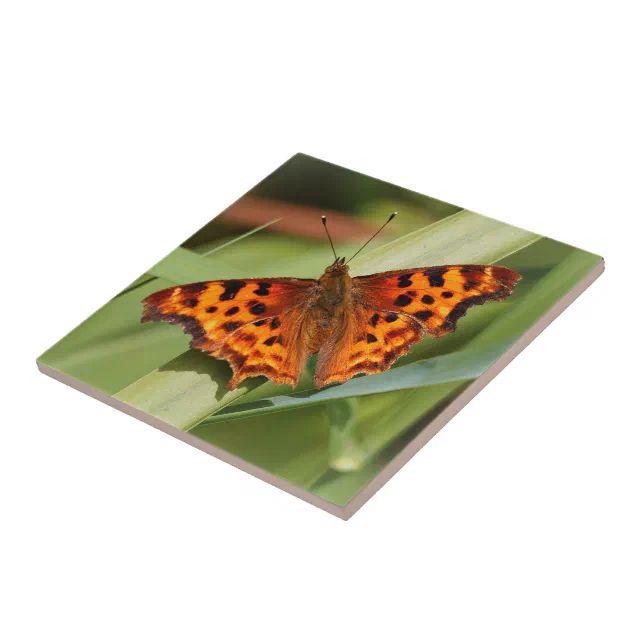 Beautiful Orange Satyr Comma Butterfly Ceramic Tile