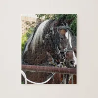 Bay Pinto Amish Buggy Horse in Kalona, Iowa Jigsaw Puzzle