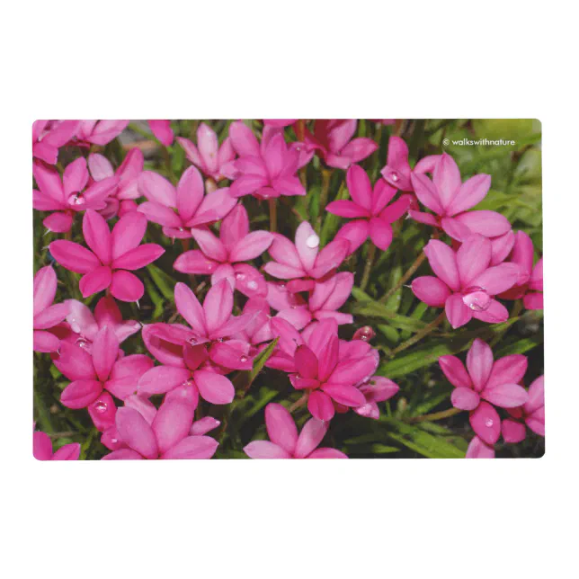 Rhodohypoxis / Red Star / Rosy Posy Placemat