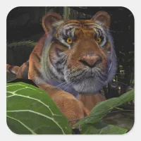 Tiger Crouching in the Jungle Square Sticker