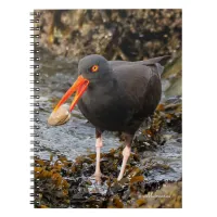 Stunning Black Oystercatcher with Clam Notebook