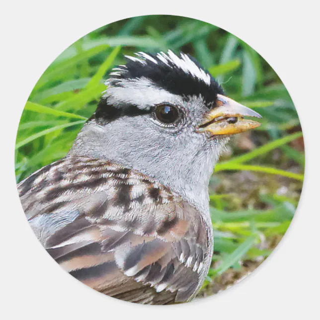 Beautiful White-Crowned Sparrow in the Grass Classic Round Sticker