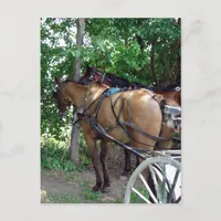 Amish Horses Postcard