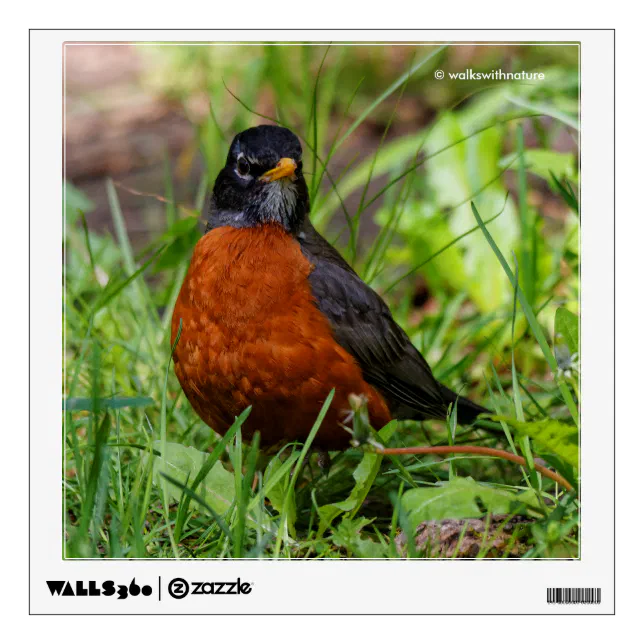 Curious American Robin Songbird in the Grass Wall Decal