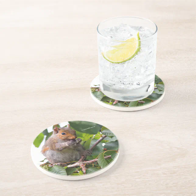 Cute Cherry Picking Eastern Grey Squirrel Coaster