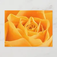 Orange Rose Postcard