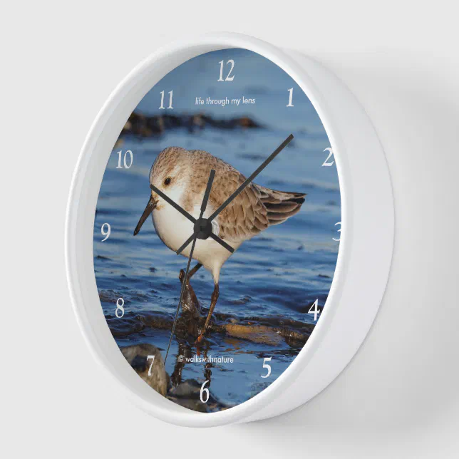 Cute Wandering Sanderling Shorebird Sandpiper Wall Clock