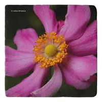 Elegant Pink Japanese Anemone Flower Trivet