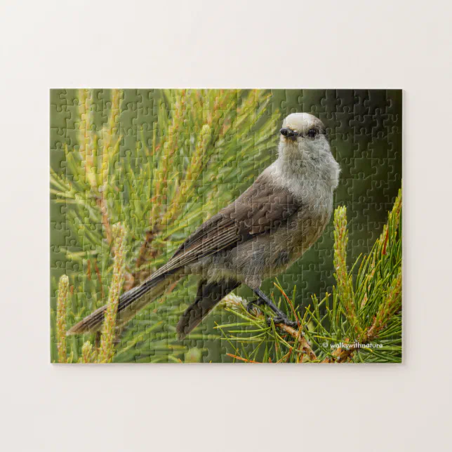 A Cute and Curious Grey Jay / Whiskeyjack Jigsaw Puzzle