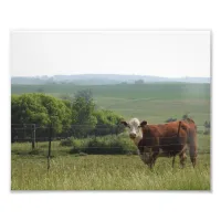 Cow on the Farm with Pretty Background Photo Print