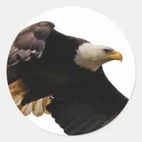 A Bald Eagle Takes to the Sky Classic Round Sticker