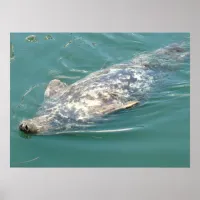 Silly Cape Cod Seal Floating on Back Poster