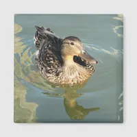 Female Mallard Duck and its Water Reflection Magnet