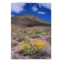 Yellow Flowers in Death Valley