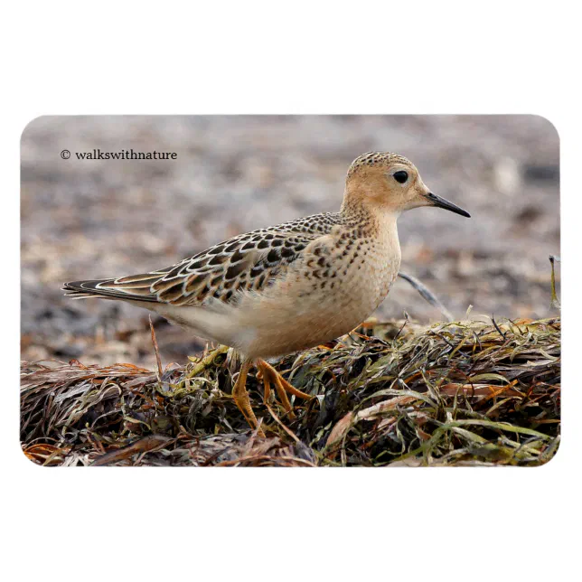 Profile of a Buff-Breasted Sandpiper at the Beach Magnet