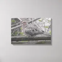 Fluffy Dove Nature Photography  Canvas Print